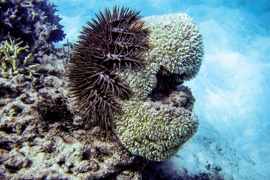  Acanthaster planci (Crown-of-Thorns Starfish)